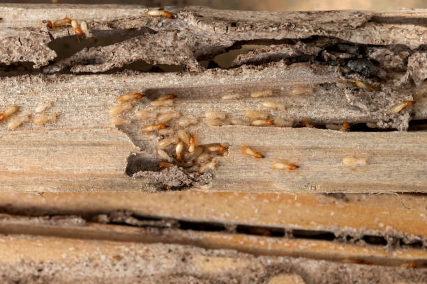 Best Insect Control  in Royersford, PA